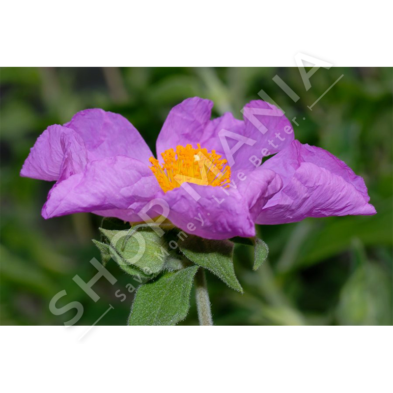 MERJA - TRENDAFIL MALI "100% BIO"