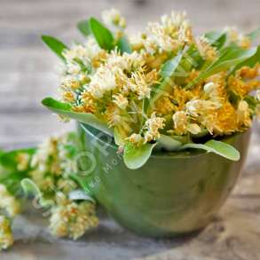 MERJA - LULE BLIRI I BARDHE "100% BIO" - 40G