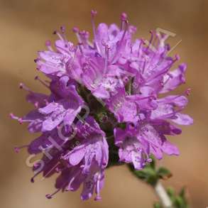 MERJA - ZHUMBRICE "100% BIO" - 60G