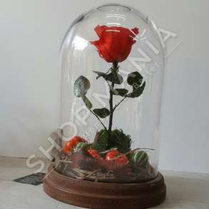 KOMPOZIM "BEAUTY AND THE BEAST" - 33X22CM