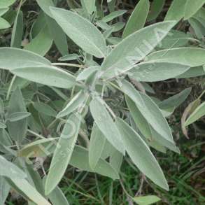 MERJA - SHEREBELE "100% BIO" - 70G