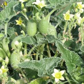 MERJA - PJEPER I EGER "100% BIO"